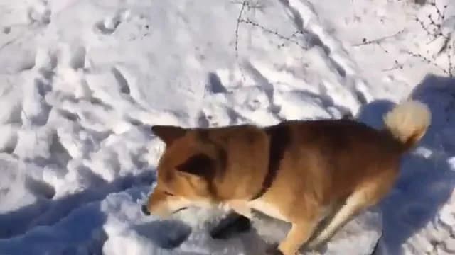 Мем «Это фиаско, братан»: настоящее превью